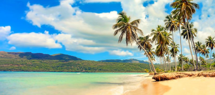 Palmbomen zonvakantie strand paradijs