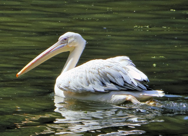 Natuur Senegal pelikaan